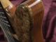 Guitarra de bajo de 5 cuerdas de alta calidad de 2018 estilo nuevo, Rosewood fingerboard proveedor